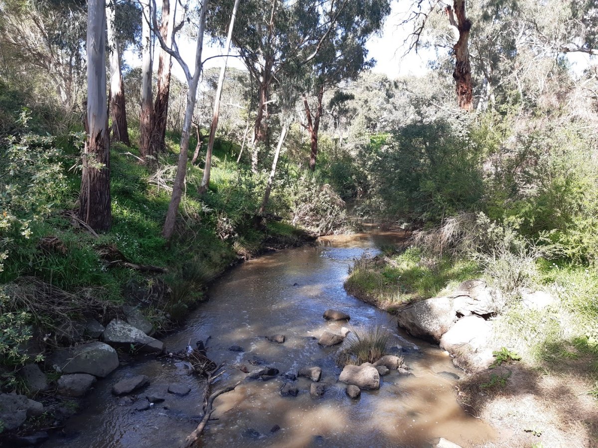The Plenty River flowing through eucalypt bushland at Montmorency